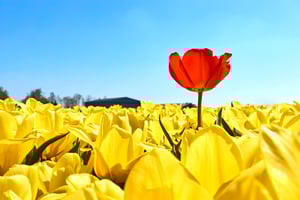 red-tulip-standing-out-amongst-yellow-tulips